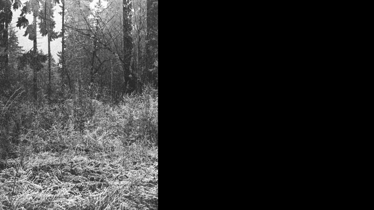 Karen Irmer: Dickicht