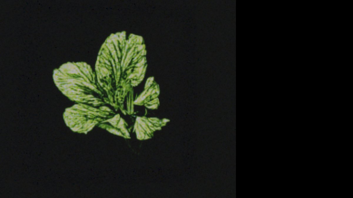 MADE BY US: Yosakura